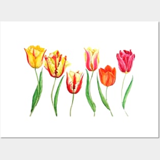 colorful tulips Posters and Art